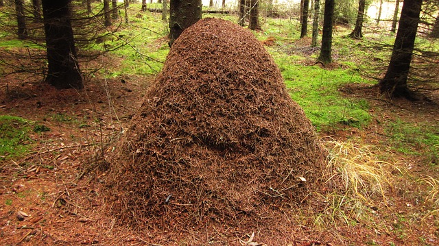 mraveniště