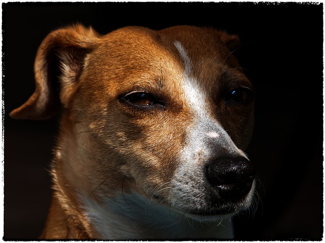 jack russel